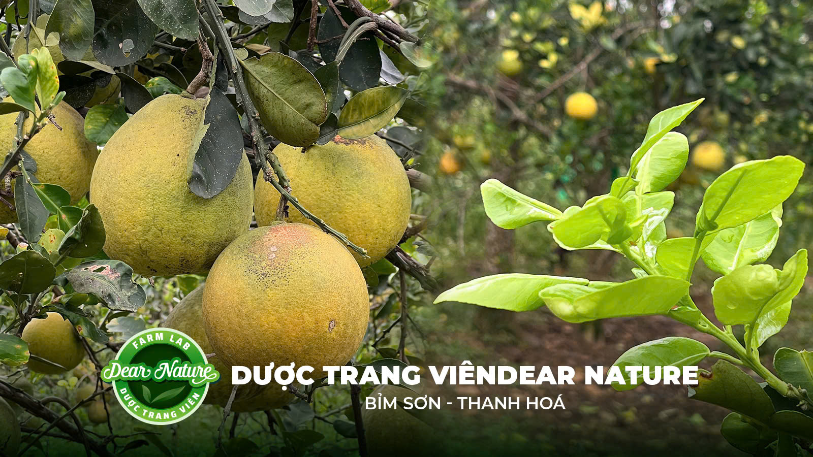 DƯỢC TRANG VIÊN DEAR NATURE: HÀNH TRÌNH VUN TRỒNG THẢO DƯỢC SẠCH VÀ BỀN VỮNG
