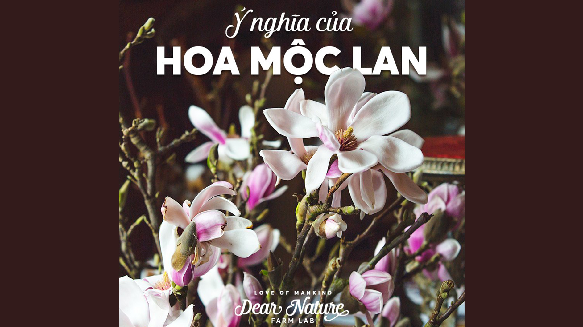 TẠI SAO DEAR NATURE LỰA CHỌN HOA MỘC LAN LÀM CHỦ ĐỀ CHO CHƯƠNG TRÌNH 8/3?