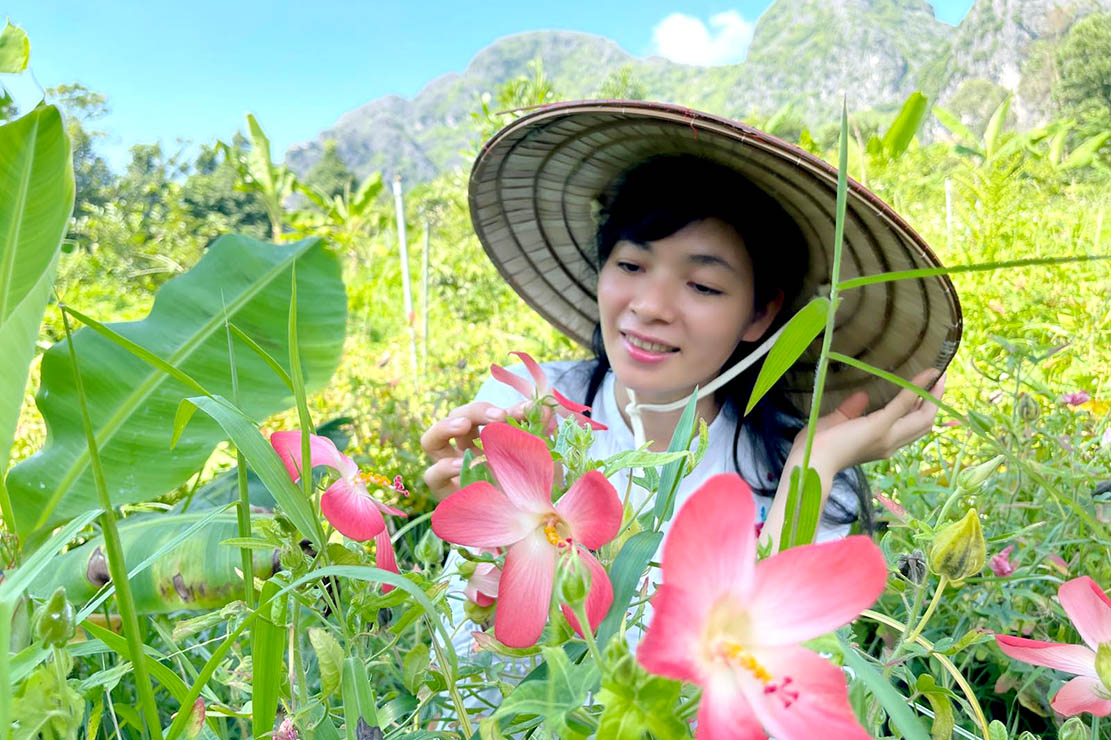 THU HOẠCH HOA SÂM ĐỎ LÀM TRÀ DƯỠNG NHAN VÀ NƯỚC THẦN DƯỠNG DA