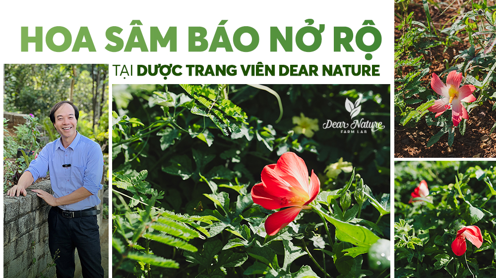 Vẻ Đẹp Của Sự Chờ Đợi Được Kể Bằng Màu Hoa Sâm Báo