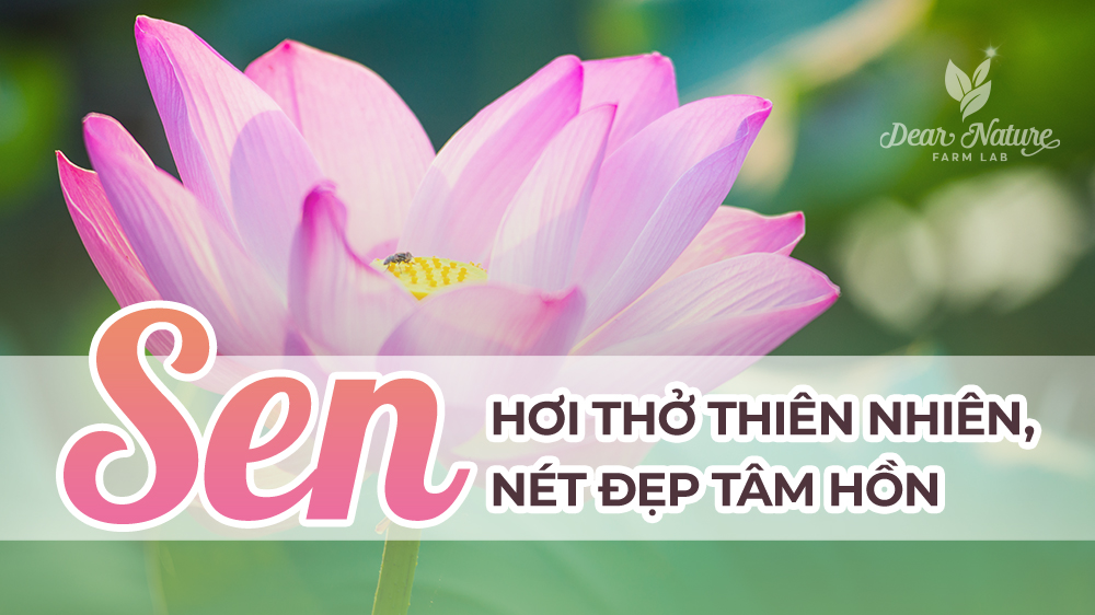 Sen – Nét Đẹp Của Tâm Hồn, Hơi Thở Của Thiên Nhiên Trong Từng Sản Phẩm Dear Nature