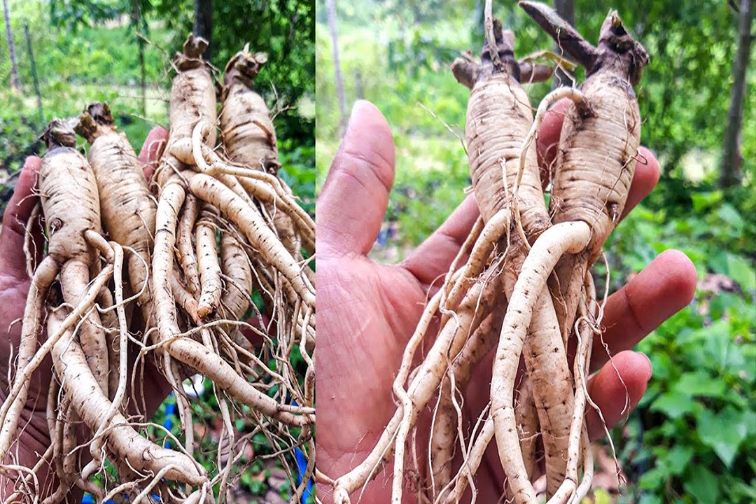 THU HOẠCH CỦ NHÂN SÂM TIẾN VUA