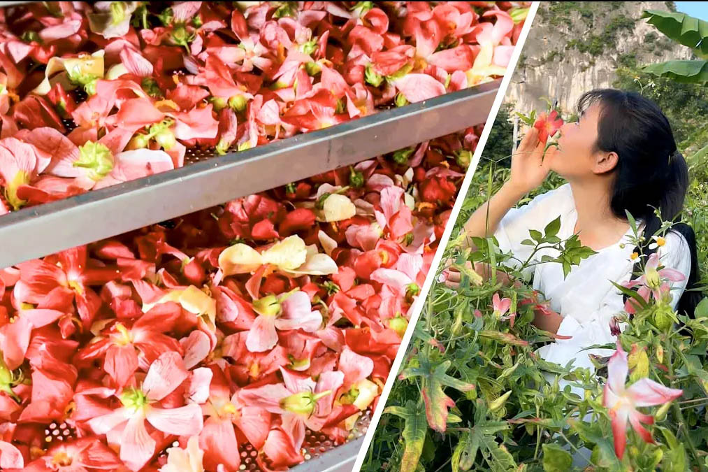 MẺ THU HOẠCH SÂM BÁO TƯƠI VÀ HOA SÂM BÁO VÀO LÒ SẤY