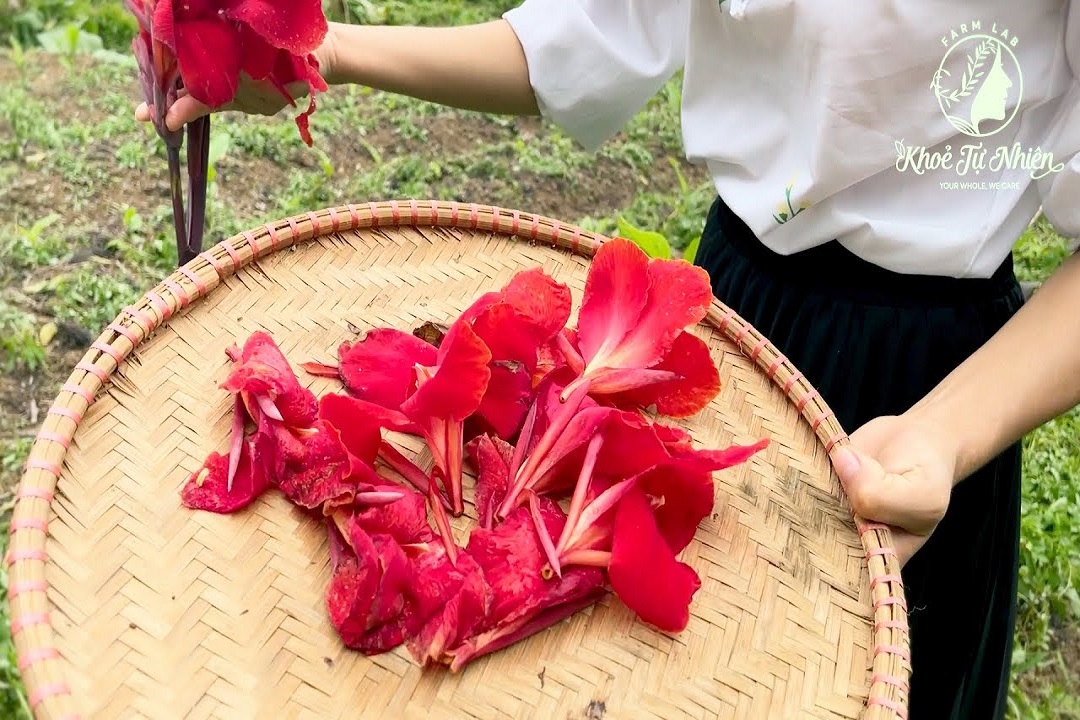 VƯỜN NGHỆ VÀ CÂY DONG RIỀNG ĐỎ