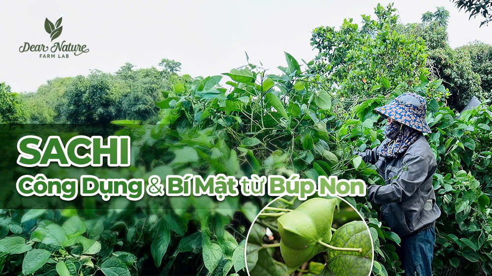 Vua Của Các Loại Hạt