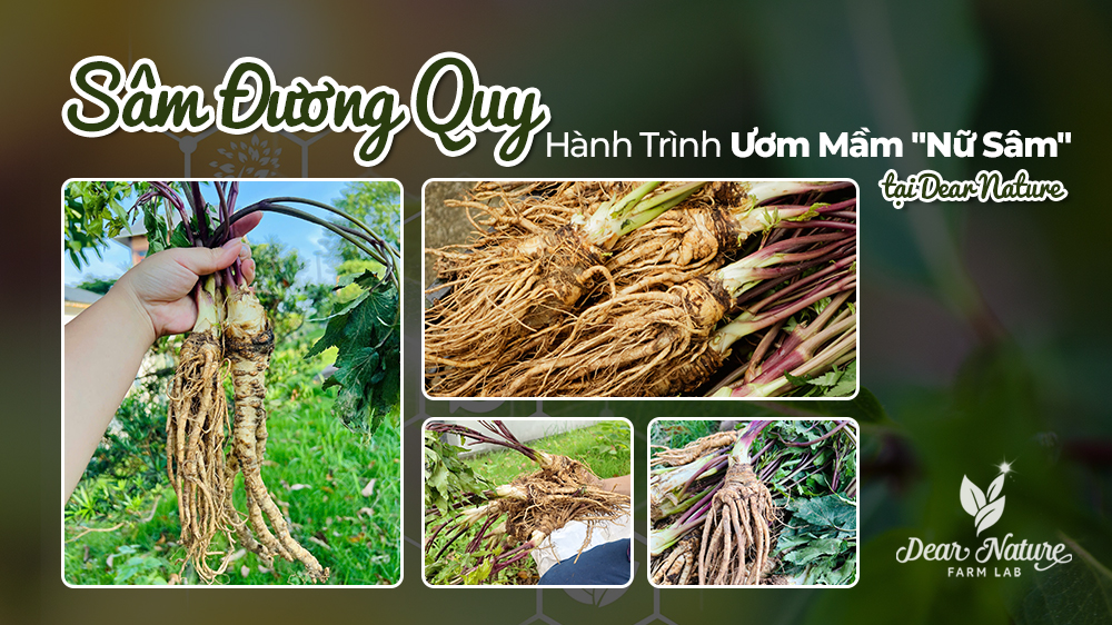 Sâm Đương Quy: Hành Trình Ươm Mầm