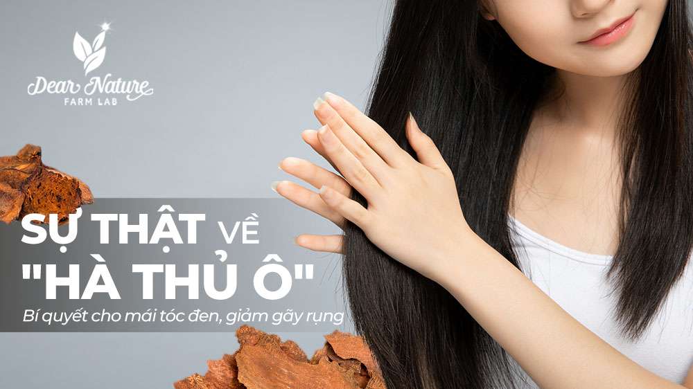 Hà Thủ Ô Có Thực Sự Giúp Tóc Đen, Giảm Gãy Rụng? Sự Thật Từ Đông Y & Khoa Học