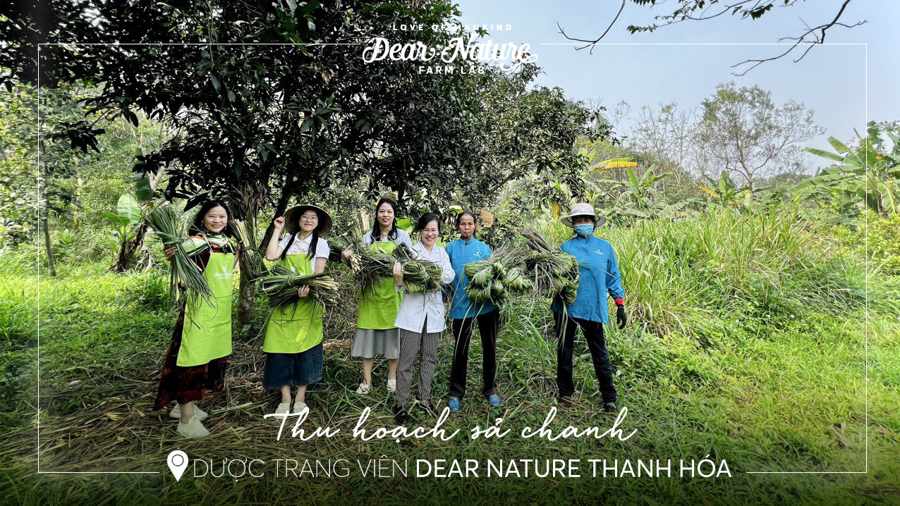 Vườn sả chanh xanh mướt của Dear Nature: Bí quyết cho sản phẩm