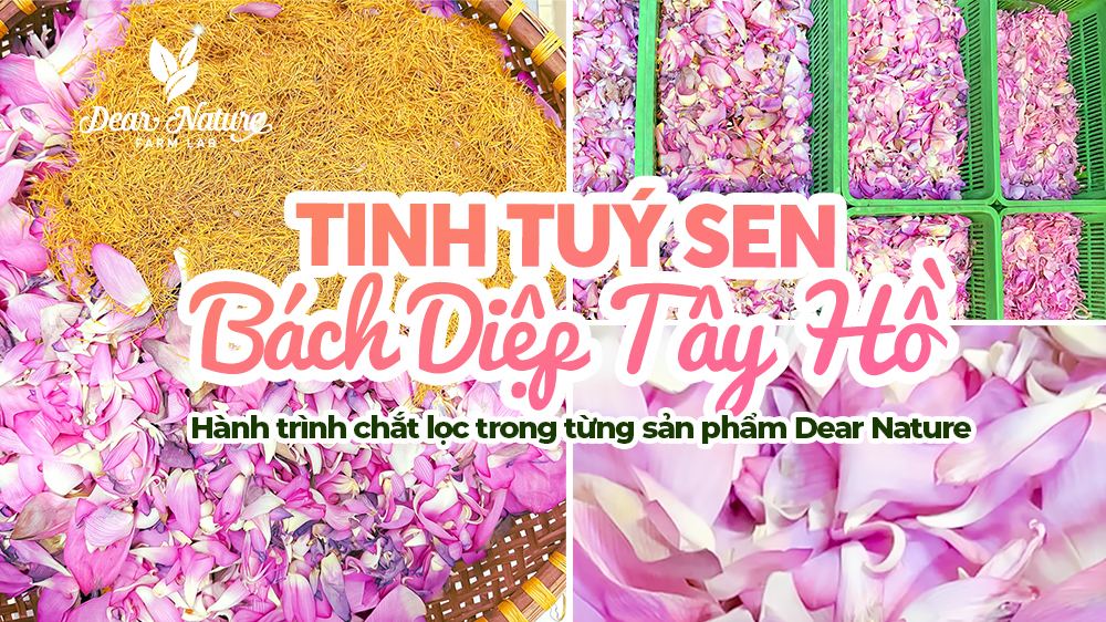 TINH TÚY SEN BÁCH DIỆP - GÓI TRỌN LINH HỒN ĐẤT TRỜI TRONG TỪNG GIỌT DƯỠNG CHẤT