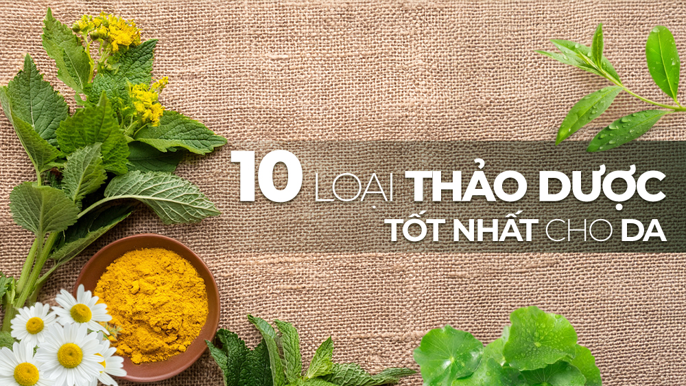 Top 10 Loại Thảo Dược Tốt Nhất Cho Da Và Ứng Dụng Làm Sữa Tắm