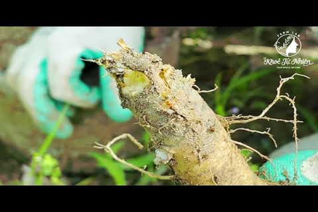 CÁC VẤN ĐỀ KHI TRỒNG SÂM TỰ NHIÊN