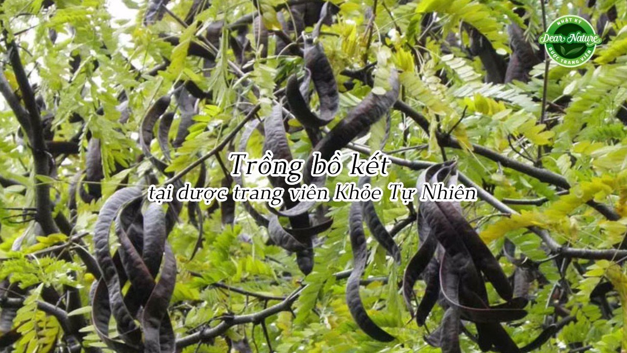Trồng bồ kết tại Dược trang viên Khỏe Tự Nhiên