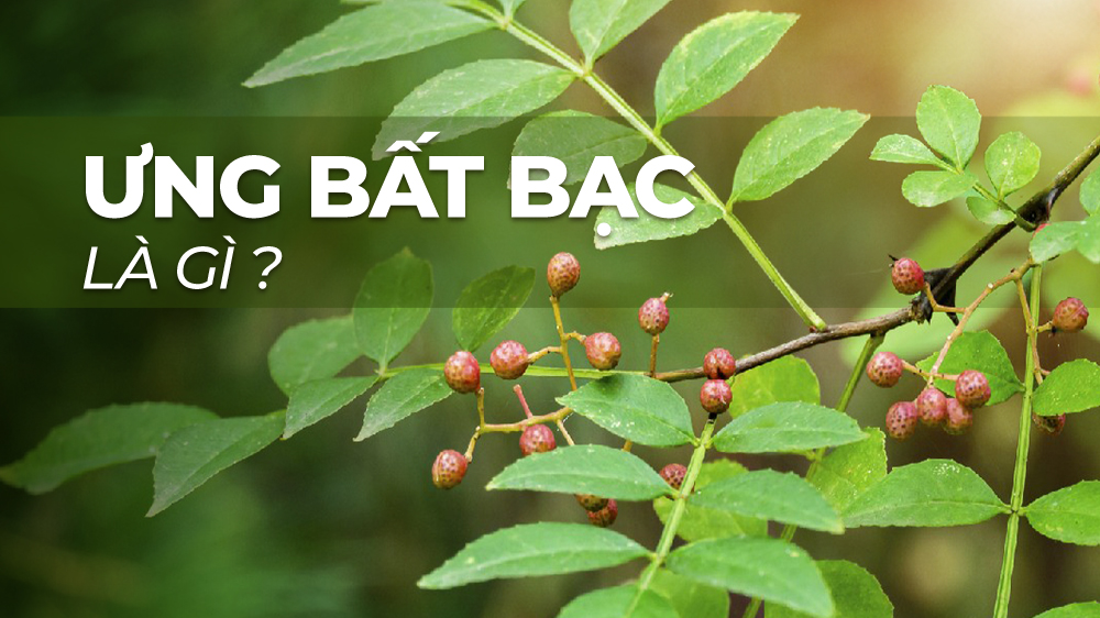 Ưng Bất Bạc Là Gì? Khám Phá Dược Liệu Quý Trong Chăm Sóc Răng Miệng