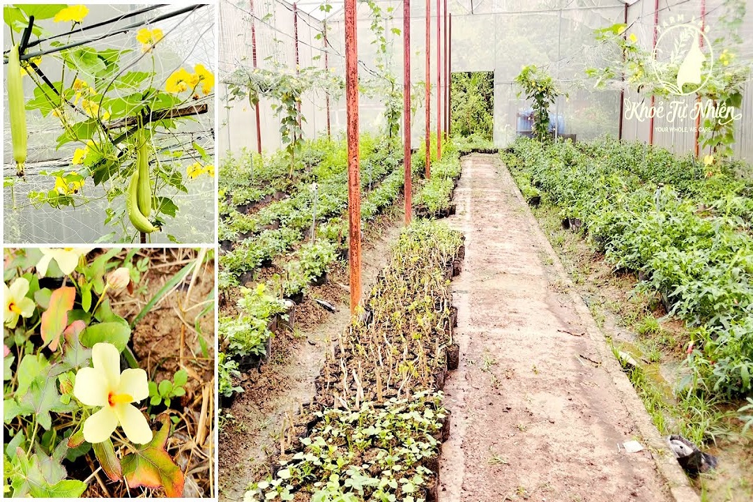 CÓ GÌ TRONG KHU VƯỜN CỦA KHOẺ TỰ NHIÊN