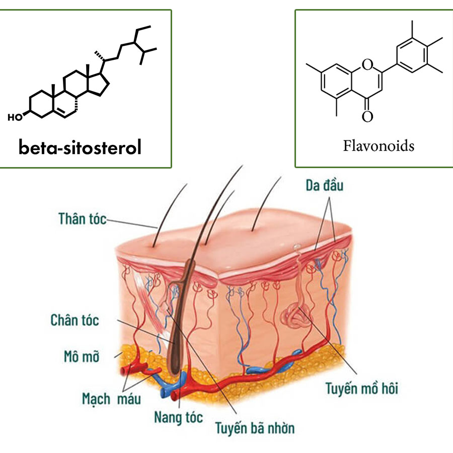 Hoạt chất Beta-sitosterol và Flavonoids trong Cỏ Mần Trầu giúp bảo vệ nang tóc, hỗ trợ tóc phát triển khỏe mạnh