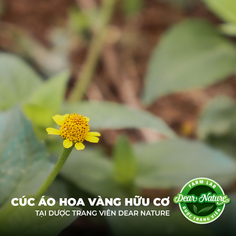 Cận cảnh bông cúc áo hoa vàng - thảo dược quý cho răng miệng