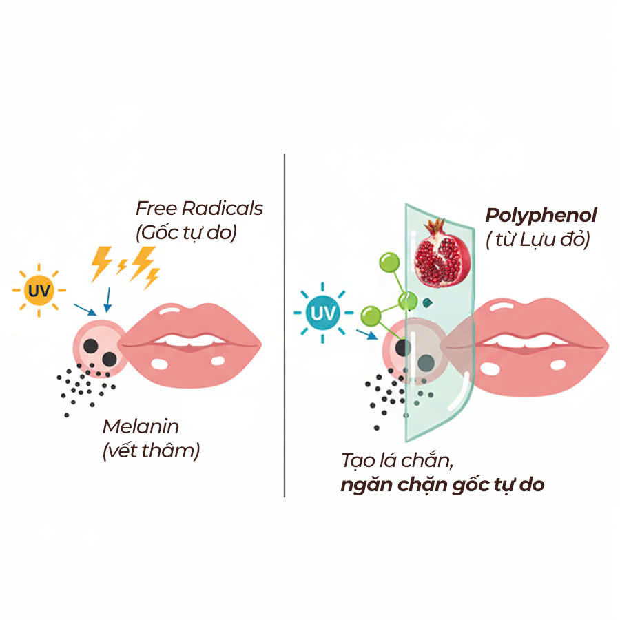 Cơ chế chống oxy hóa của lựu đỏ giúp trung hòa gốc tự do, ức chế melanin và giảm thâm môi