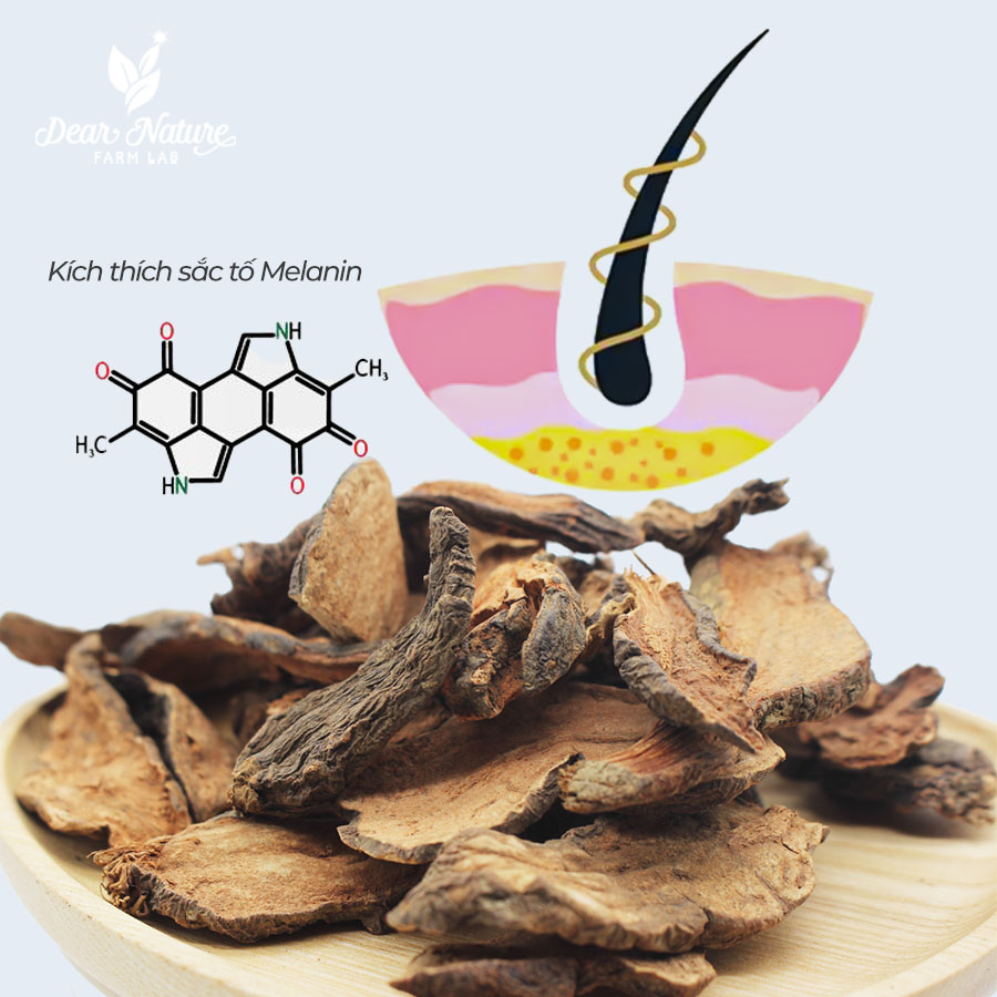 Cơ chế khoa học của Hà Thủ Ô tác động lên nang tóc và sắc tố melanin