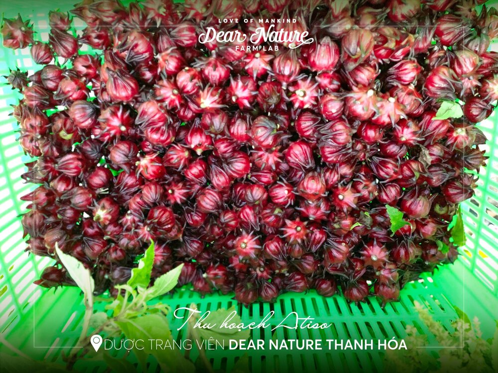 Hoa Atiso và Hương nhu được trồng và thu hoạch theo phương pháp "Thuận tự nhiên", đảm bảo an toàn cho da và sức khỏe người sử dụng.