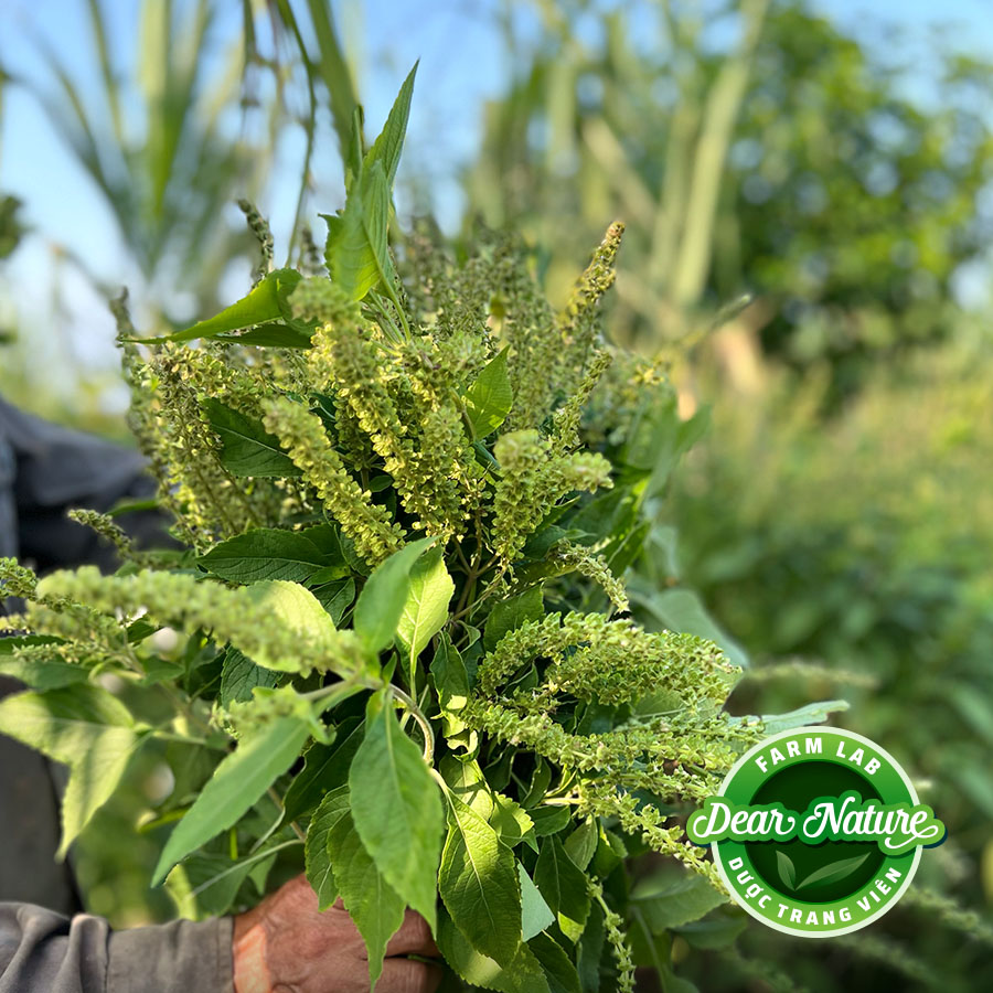 Dược Trang Viên Dear Nature - Nguồn cung cấp thảo dược quý cho các sản phẩm chăm sóc sức khỏe và sắc đẹp