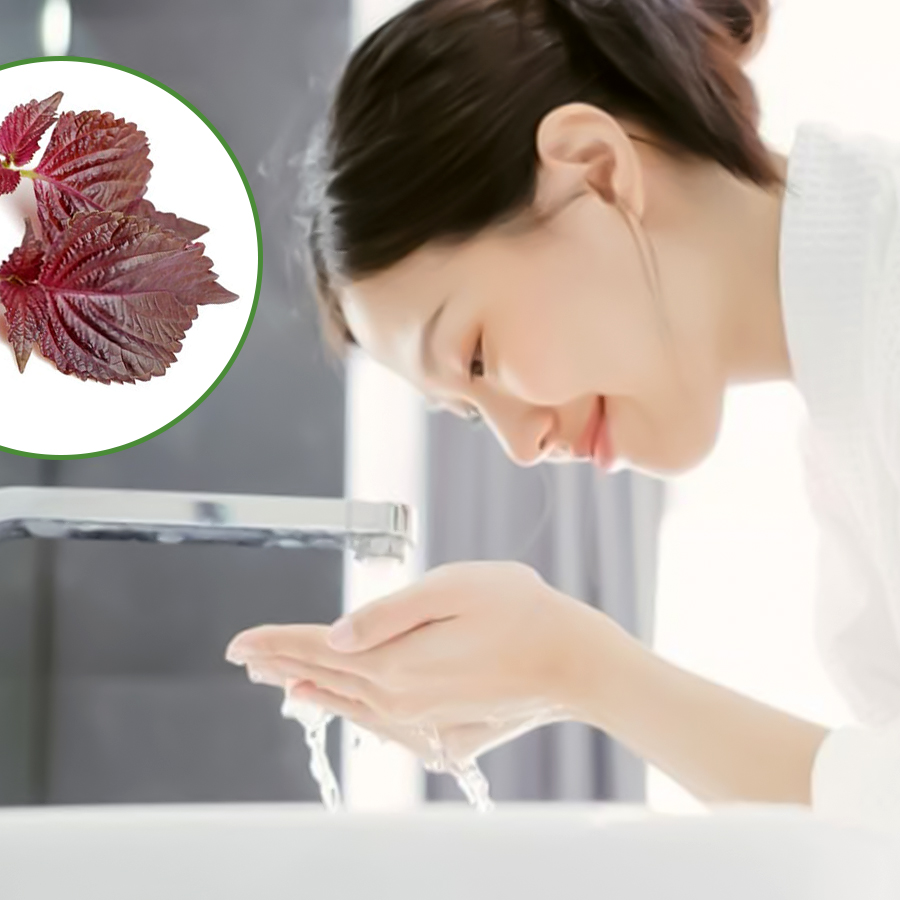 Rửa mặt bằng nước lá tía tô làm sạch da dịu nhẹ hàng ngày