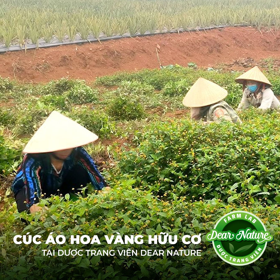 Toàn cảnh vườn cúc áo hoa vàng hữu cơ nở rộ tại Dược Trang Viên Dear Nature