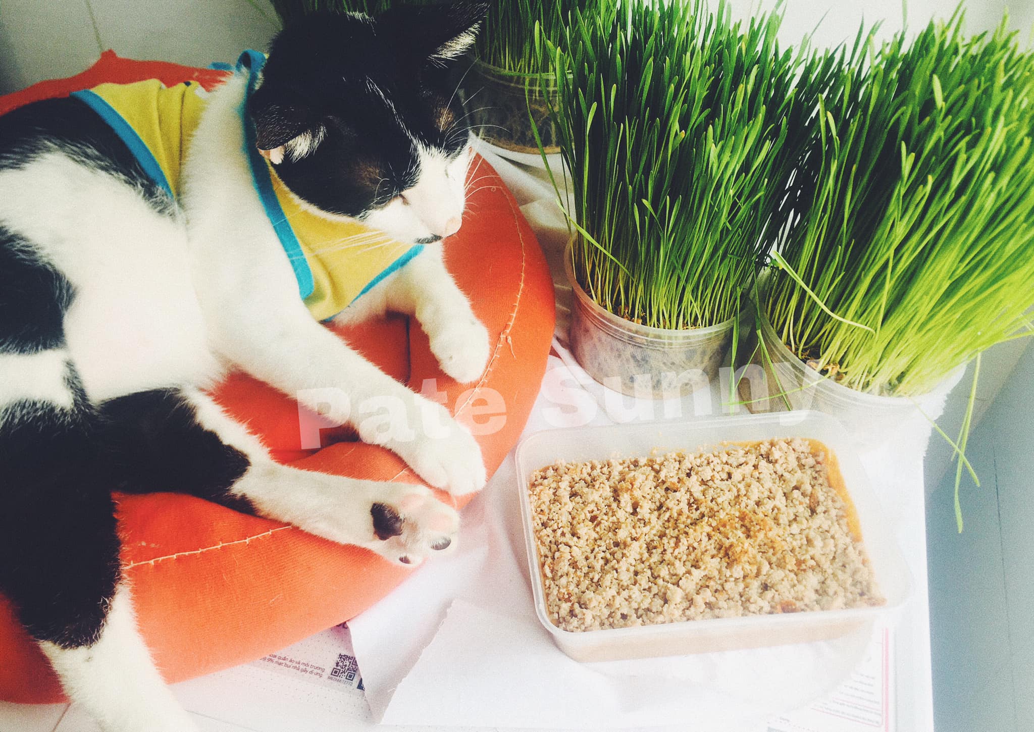 Cỏ lúa mạch dành cho thú cưng - bạn đã nghe qua chưa?