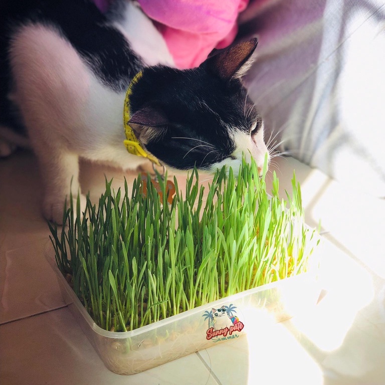 Cỏ lúa mạch tươi trị búi lông hỗ trợ tiêu hóa cho chó mèo - loại trồng sẵn