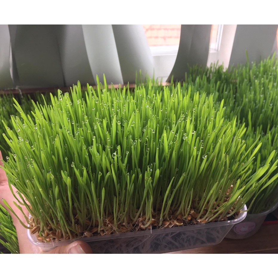 Hạt Giống Cỏ Lúa Mì , Cỏ Mèo cho thú cưng