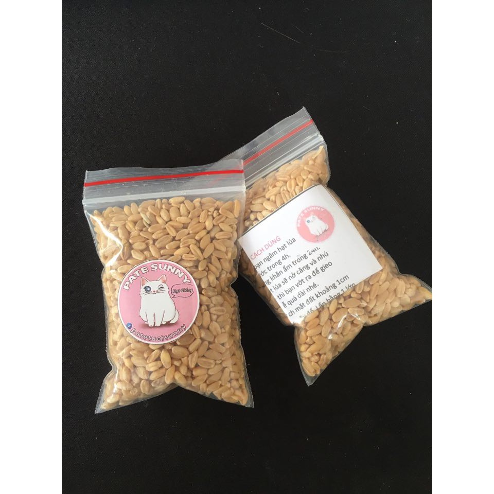 Hạt Giống Cỏ Lúa Mì , Cỏ Mèo cho thú cưng