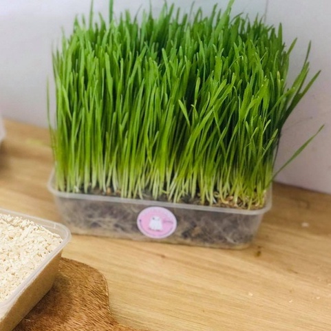 Cỏ lúa mạch tươi trị búi lông hỗ trợ tiêu hóa cho chó mèo - loại trồng sẵn