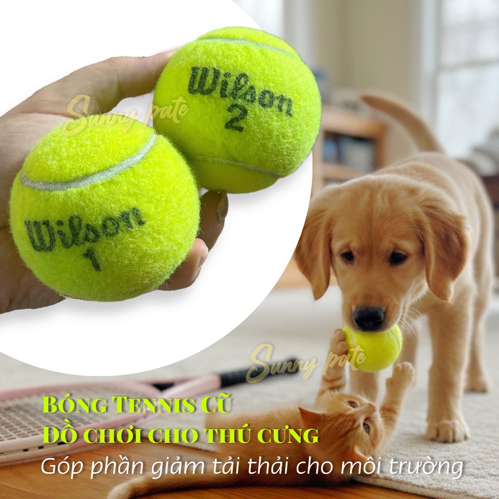 Bóng tennis Wilson cũ - đồ chơi thú cưng - Giảm tải thải cho môi trường