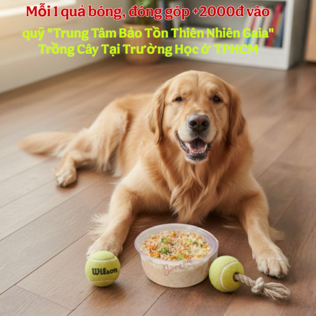 Bóng tennis Wilson cũ - đồ chơi thú cưng - Giảm tải thải cho môi trường