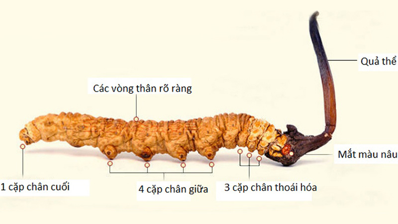 Các sản phẩm sức khỏe từ đông trùng hạ thảo bạn nên biết