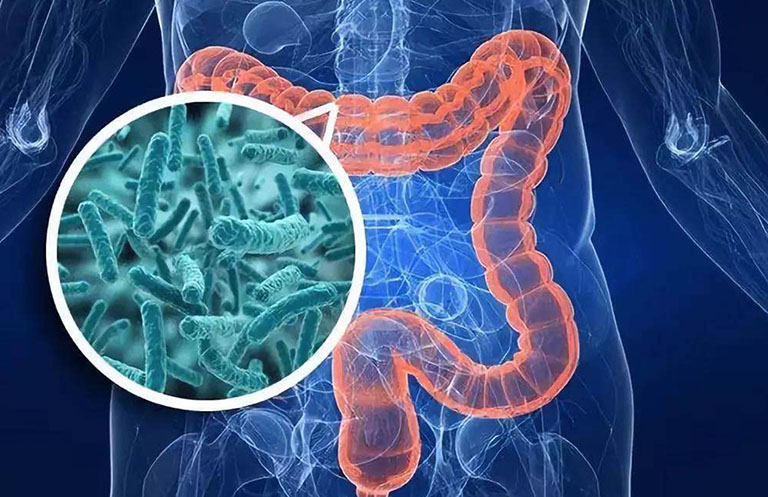 Lợi khuẩn là gì? Vai trò và các nguồn cung cấp lợi khuẩn Lợi khuẩn là gì? Vai trò và các nguồn cung cấp lợi khuẩn