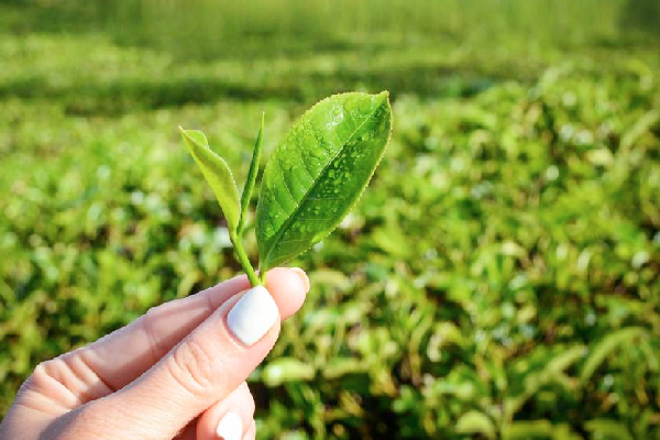 Uống nước lá gì để giảm mỡ máu? Bật mí một số loại lá làm sạch mỡ máu hiệu quả Uống nước lá gì để giảm mỡ máu? Bật mí một số loại lá làm sạch mỡ máu hiệu quả