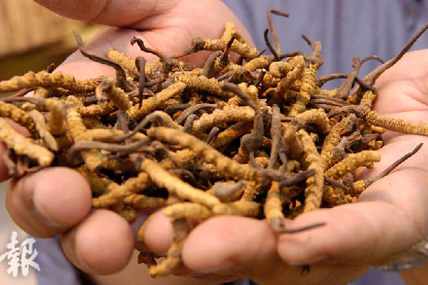 Tại sao đông trùng hạ thảo đắt? Tại sao đông trùng hạ thảo đắt?