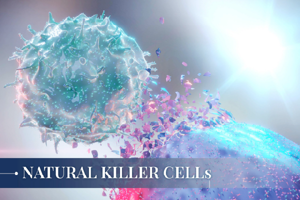 Tầm quan trọng của tế bào NK và những điều cần biết