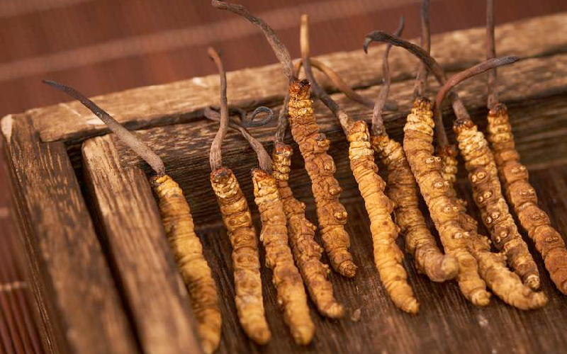 Tại Sao Đông Trùng Hạ Thảo Tây Tạng Lại Vượt Trội Hơn Loại Nhân Tạo?