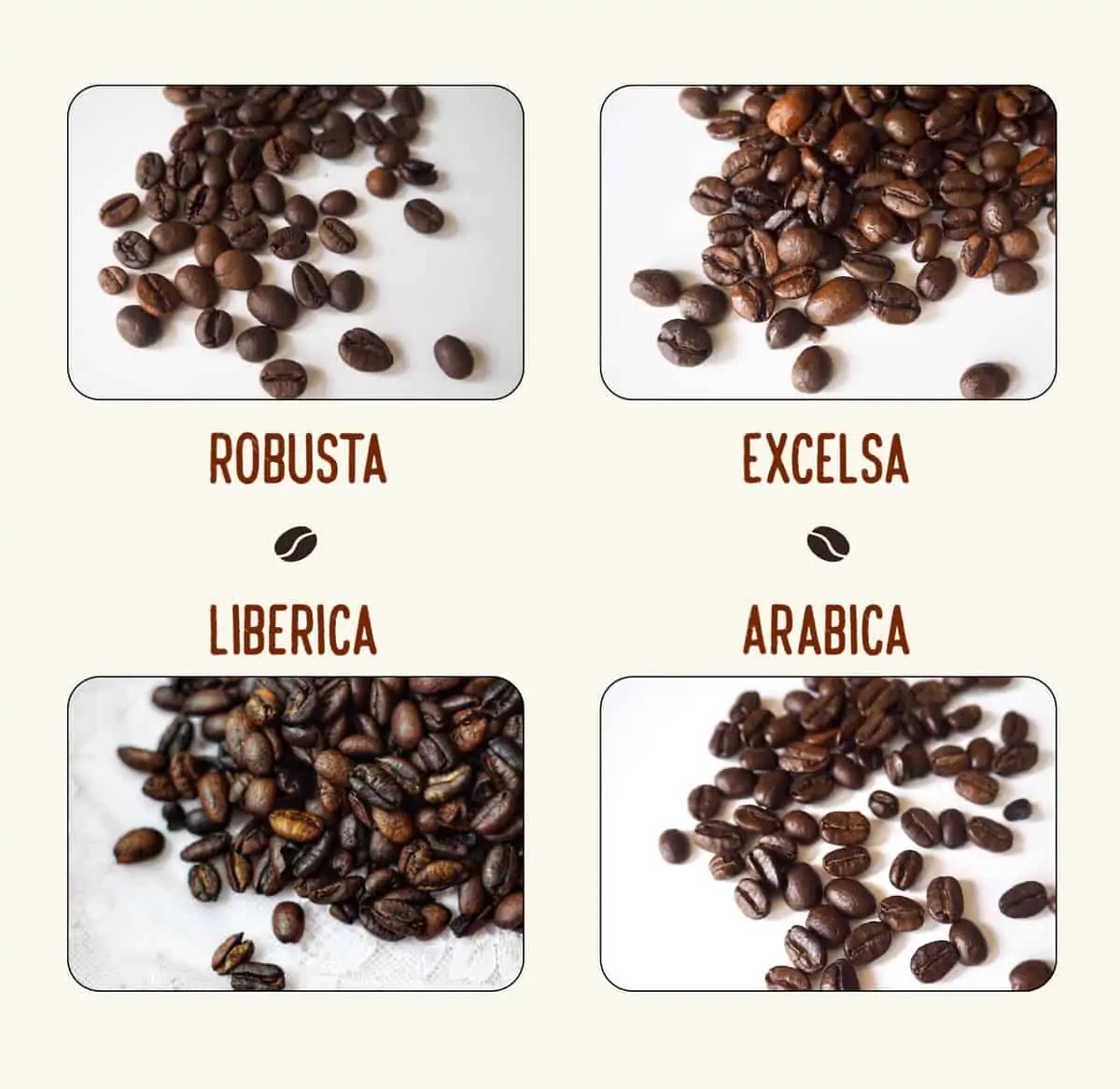 4 loại hạt cà phê: Hồ sơ, Hình ảnh và hơn thế nữa!