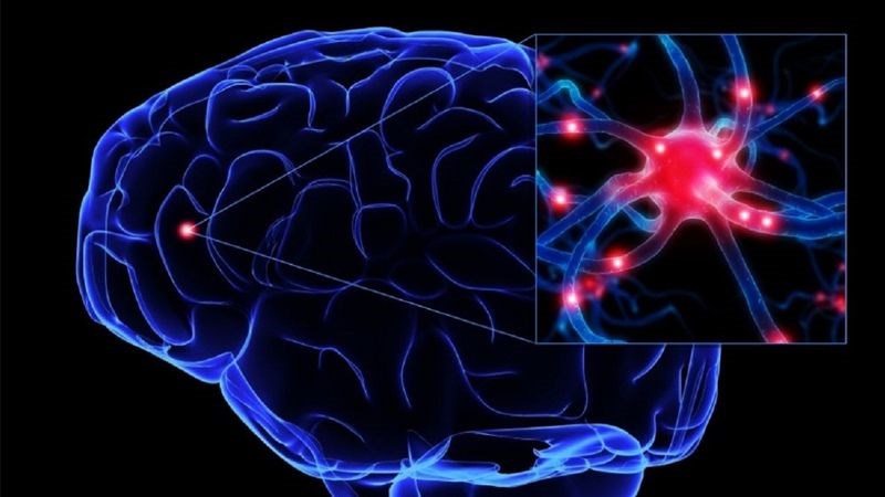 Hệ thần kinh và các vấn đề rối loạn hệ thần kinh phổ biến