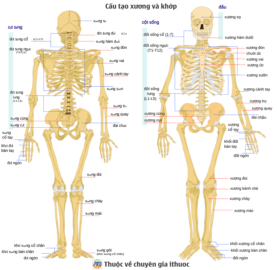Ở người khớp nào sau đây là khớp động?