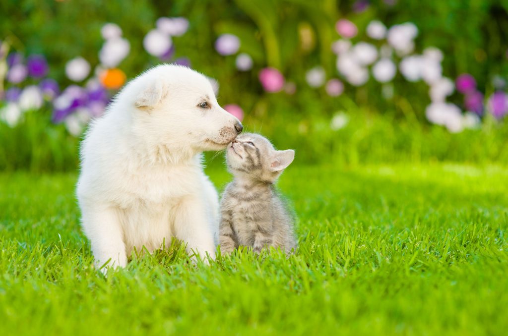 CÁC BƯỚC ĐỂ CHÓ MÈO SỐNG HÒA HỢP VỚI NHAU