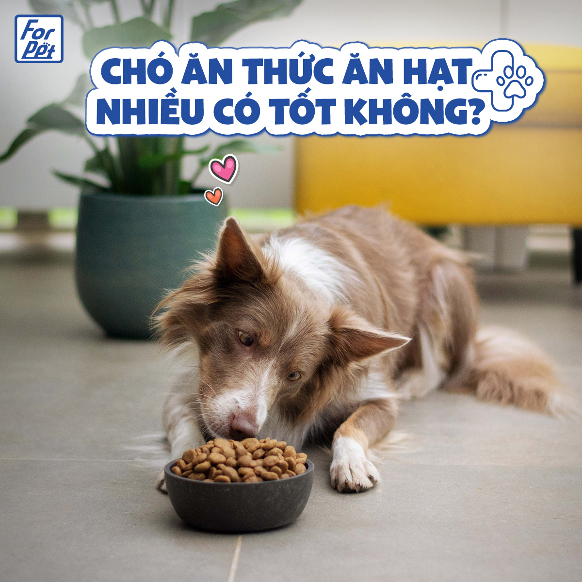 Chó ăn hạt nhiều có tốt không?