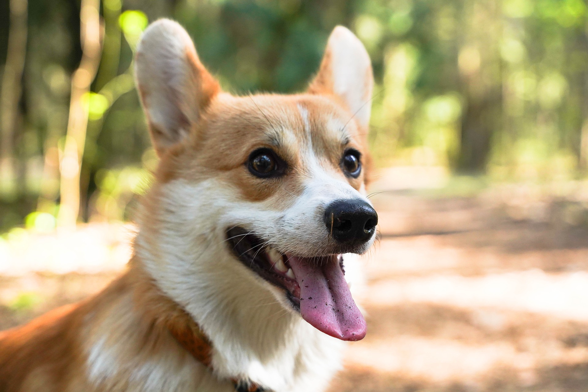Corgi ăn gì? Chế độ ăn dinh dưỡng cho chó Corgi luôn khỏe mạnh.