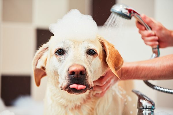 Tắm cho chó đúng cách như thế nào là tốt nhất và những lưu ý