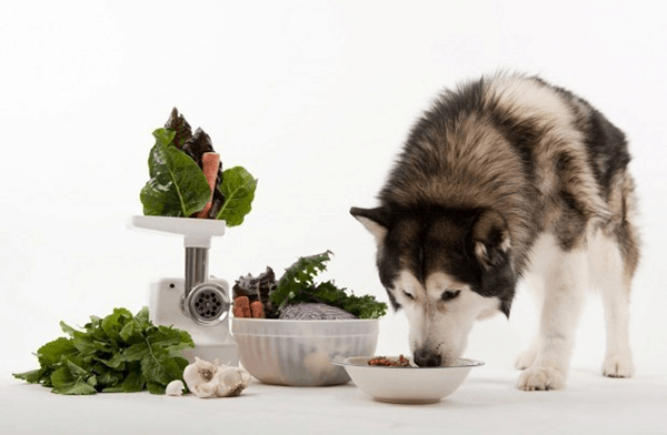Đồ ăn cho chó Husky như thế nào? - FORPET