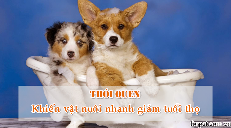 Thói quen khiến vật nuôi nhanh giảm tuổi thọ