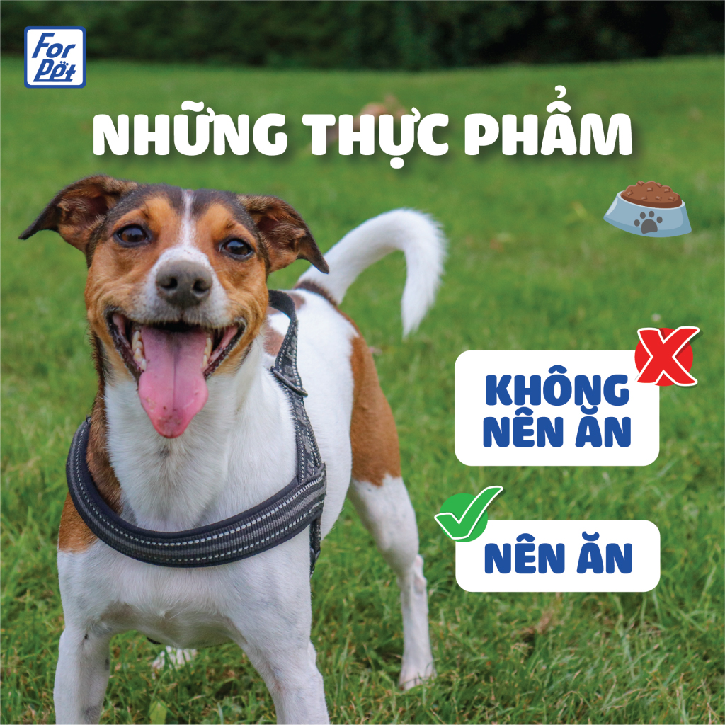 Những thực phẩm không nên cho chó ăn và nên cho ăn