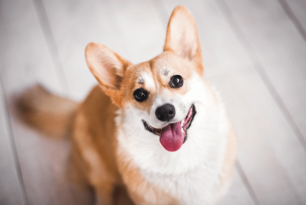 Corgi-cuoi